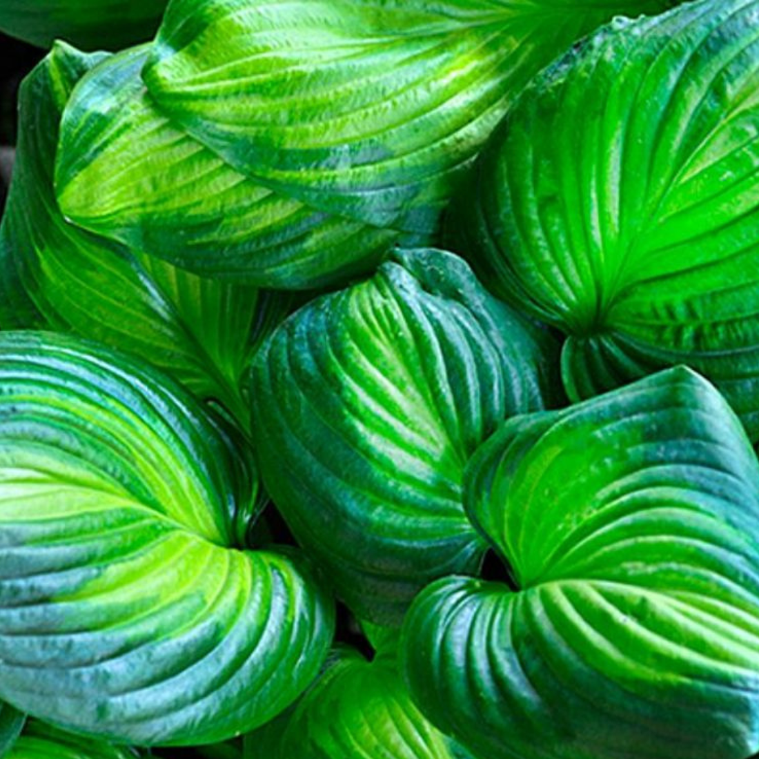 Луковицы цветов, купи цветы, Хоста AVOCADO ( 1 штука )двухцветная