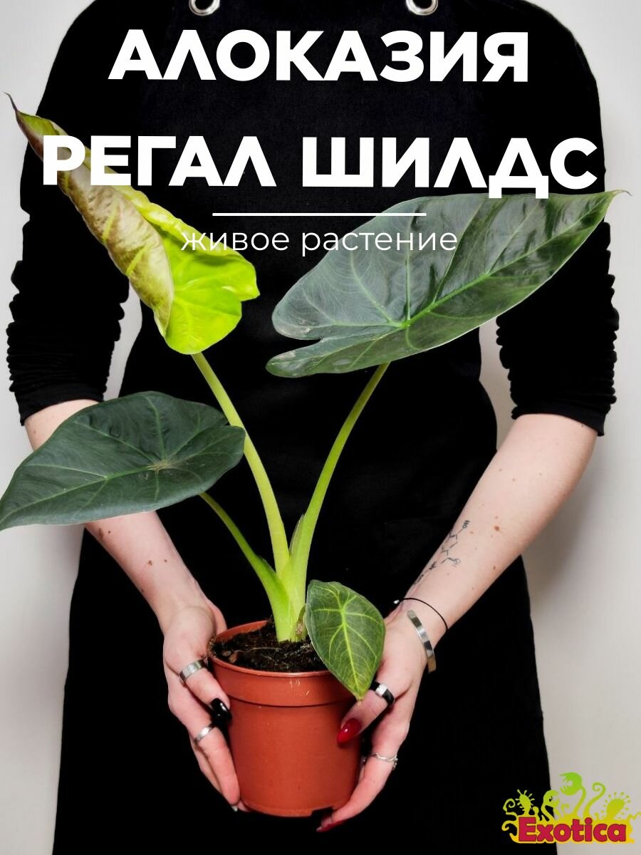 Алоказия Регал Шилдс (Alocasia Regal Shields) D12см живое растение