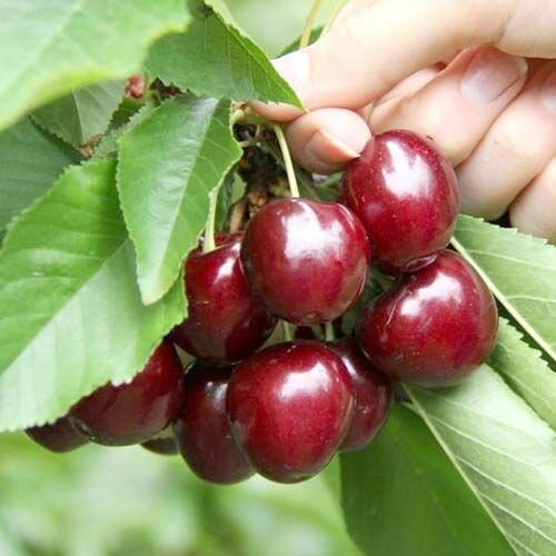 Черешня Самба саженец