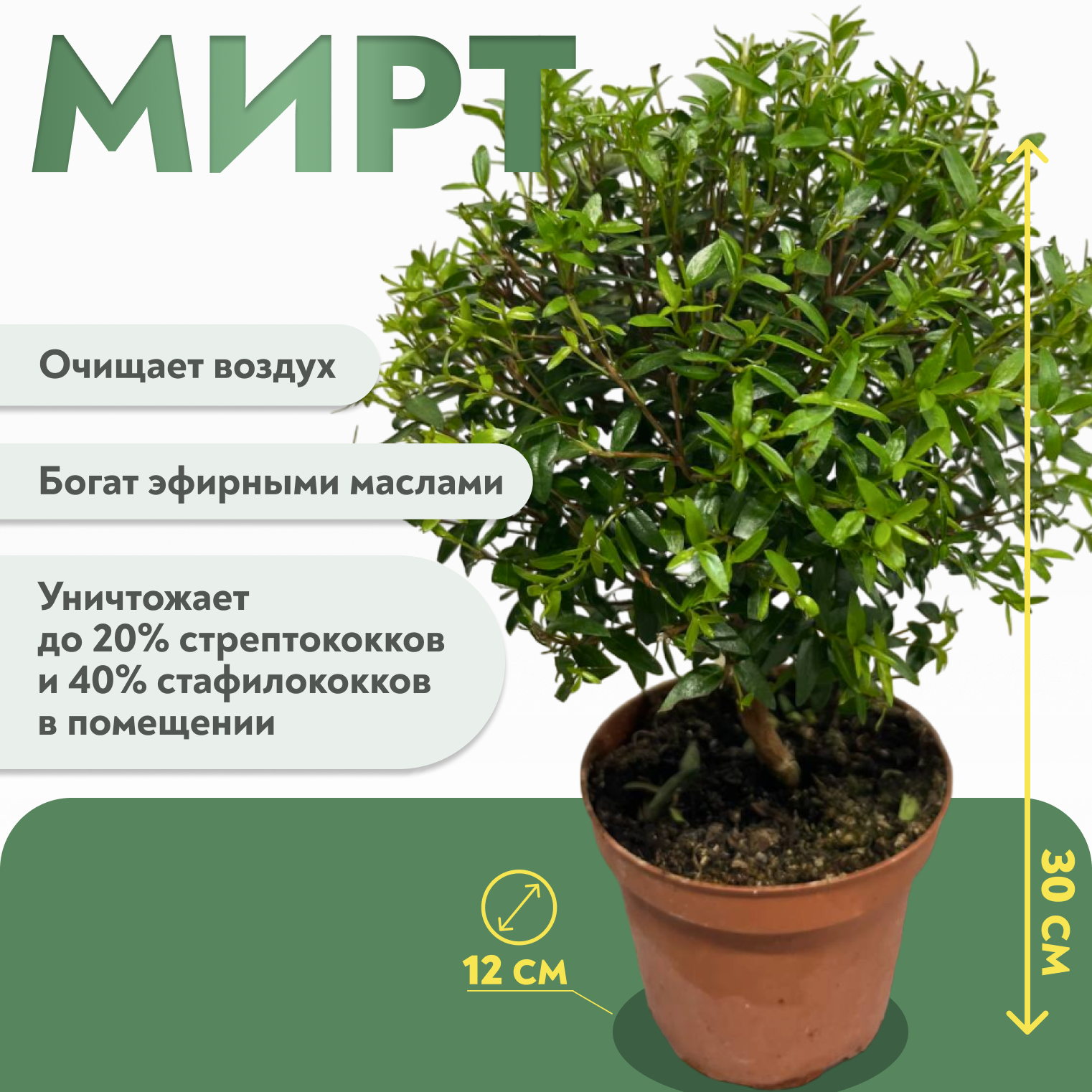 Миртовое дерево Мирт Коммунис 30 см декоративный цветок в транспортировочном горшке