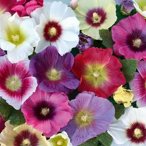 Шток-роза Мальва Хало, красивое высокорослое до 200см многолетнее растение для декорирования стен, изгородей и на срезку, 13 семян