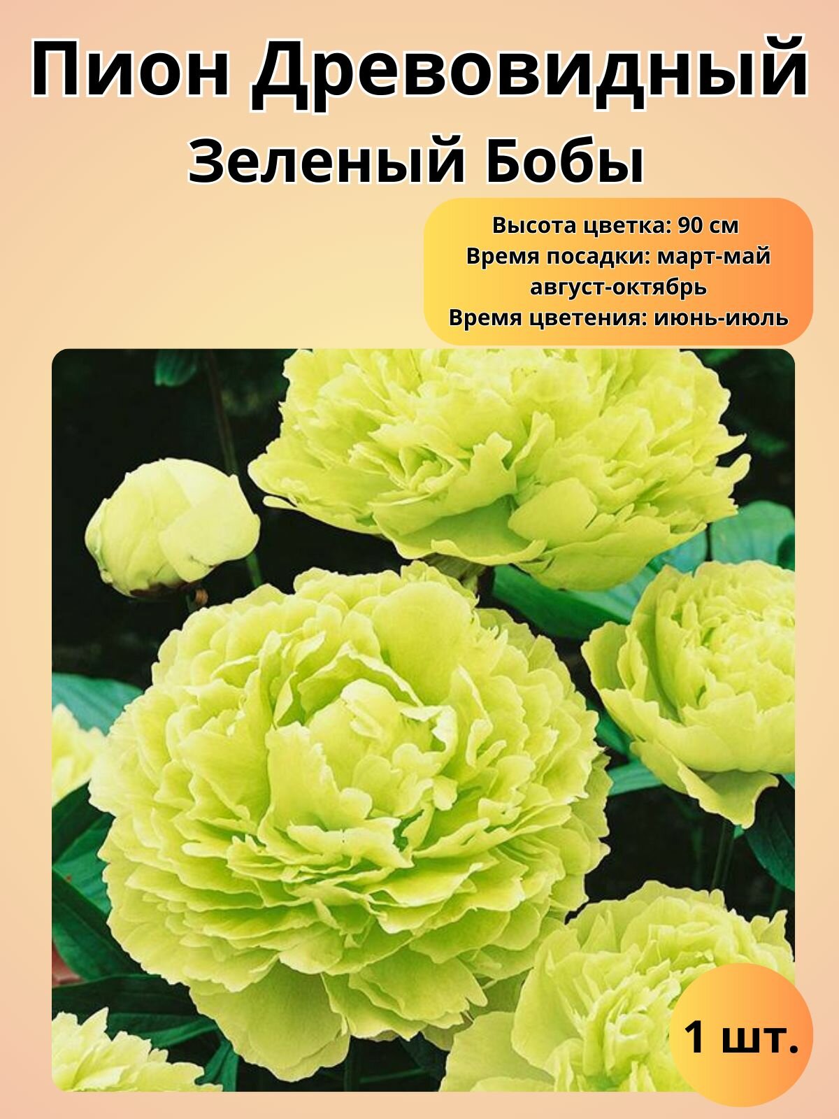Пион, многолетние цветы, саженец 1 шт