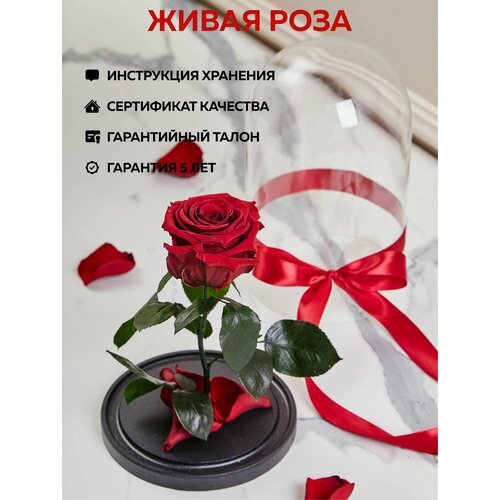 Роза в колбе живая, вечная, стабилизированная 