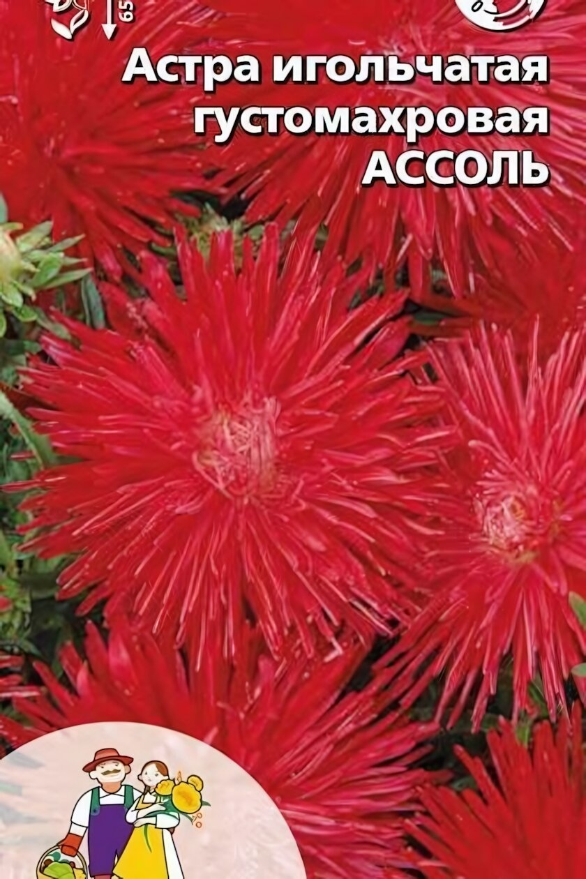 Семена астра игольчатая густомахровая 