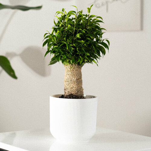 Домашний фикус бенджамина в стильном кашпо