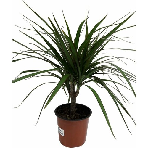 Растение драцена марг. D12