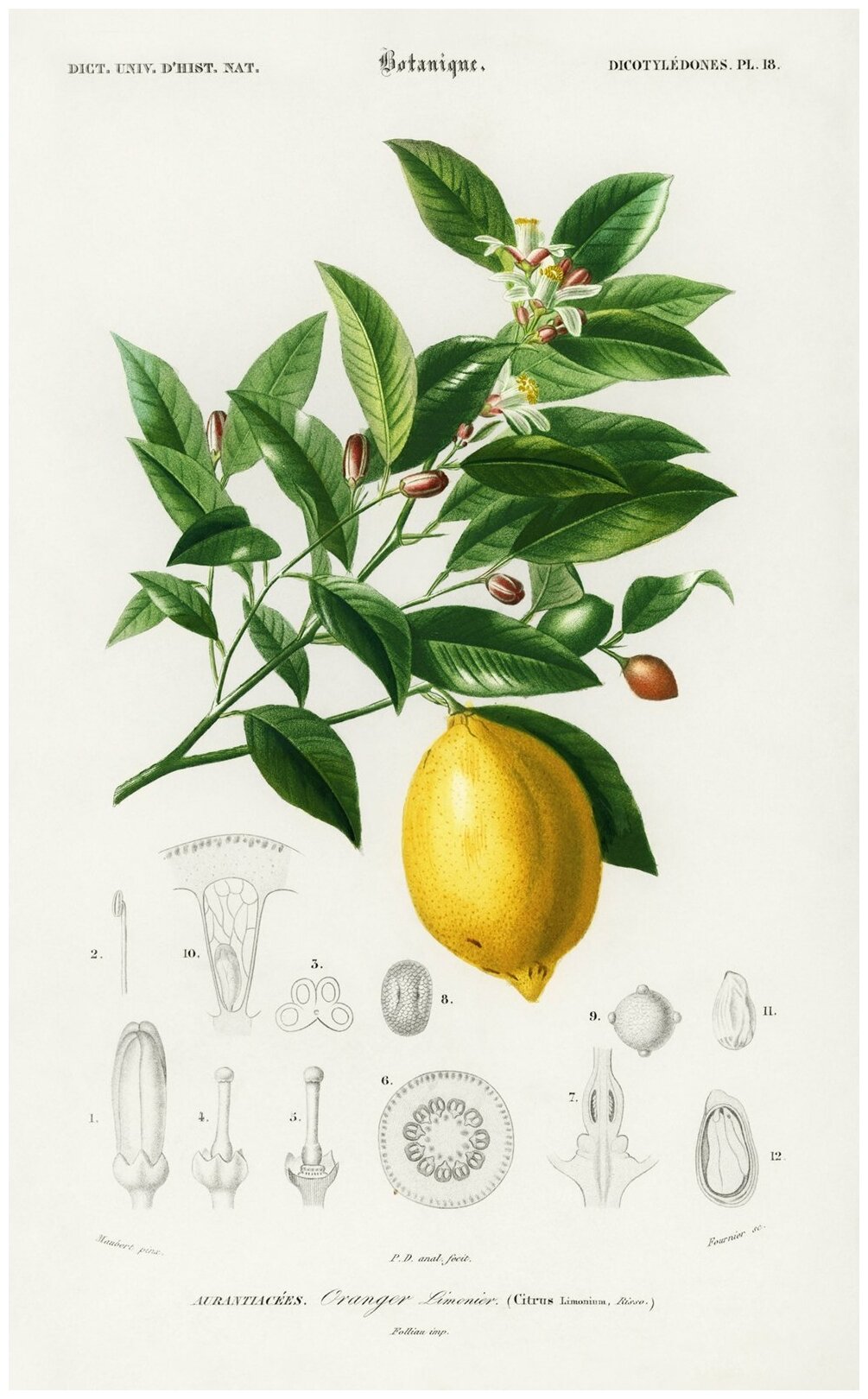 Постер / Плакат / Картина на холсте Лимон в разрезе