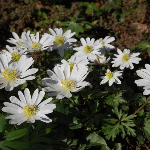 Анемоны WHITE SPLENDOUR (10 луковиц) анемона бланда виолет стар 5 луковиц holland bulbs голландия