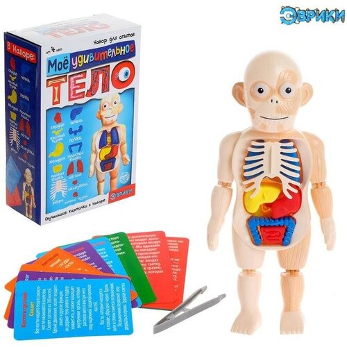 Эврики Набор для опытов «Мое удивительное тело» модель человеческого тела анатомическая кукла модель φ кукла с внутренними органы развивающая мягкая игрушка