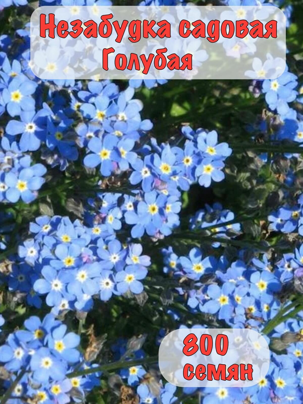 Семена 800 шт Незабудка Садовая Голубая