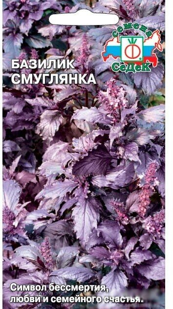 Базилик Смуглянка — фото 3
