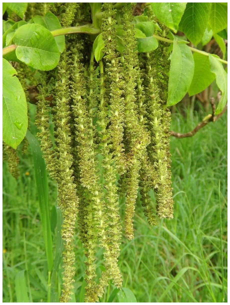 Семена Орех Зибольда морозостойкий (Juglans ailanthifolia sieboldiana), 5 штук