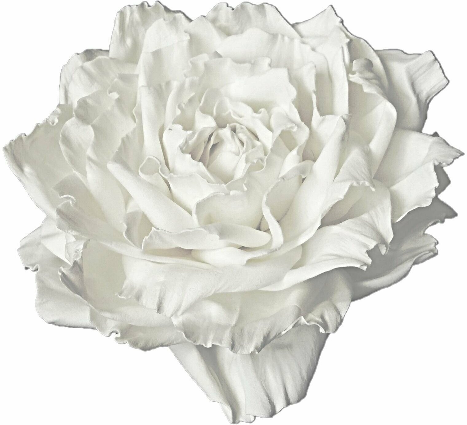 Заколка-брошь для волос/одежды/сумки большой цветок роза белая 0001