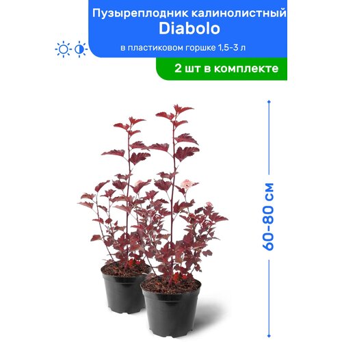 Пузыреплодник калинолистный Diabolo (Дьяболо) 60-80 см в пластиковом горшке 2 л, саженец, лиственное живое растение, комплект из 2 шт