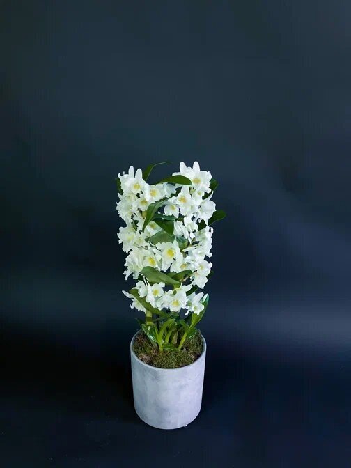 Орхидея дендробиум в керамическом кашпо