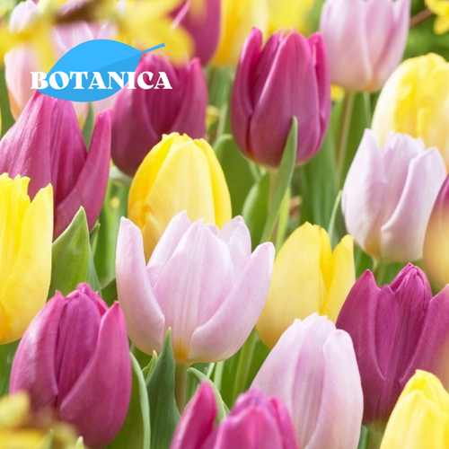 Тюльпаны Пастель Микс 10 луковиц