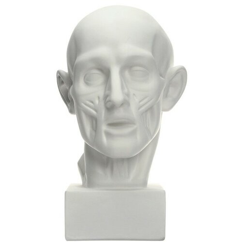 Гипсовая фигура анатомическая: Голова по Гудону, 22 х 22 х 48 см фигура садововая qingyi голова будда 21x19 5x28 см