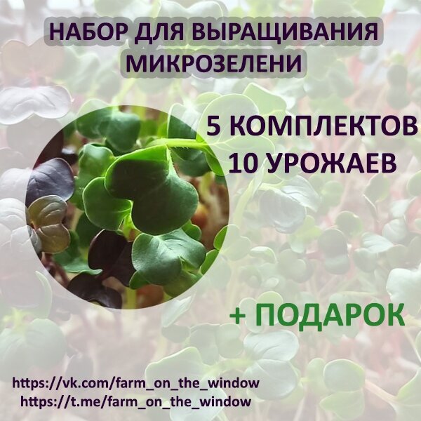 Набор для выращивания микрозелени. 5 лотков, 10 урожаев
