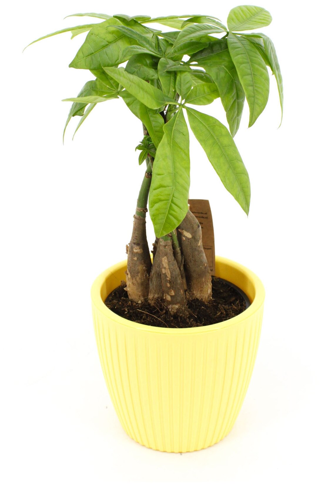 Пахира акватика Дерево Счастья высота 40-50 см в кашпо Эви VipSet 15л цвет желтый d14 см