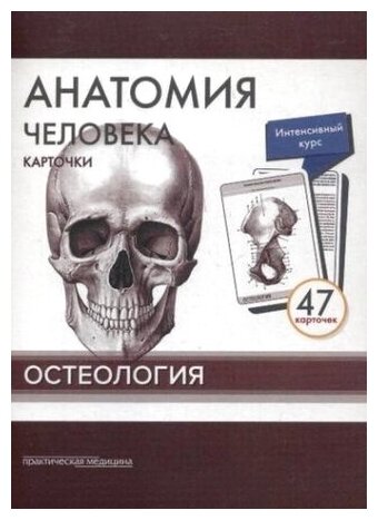 Анатомия человека: карточки (47шт). Остеология. Русские и латинские названия анатомических структур