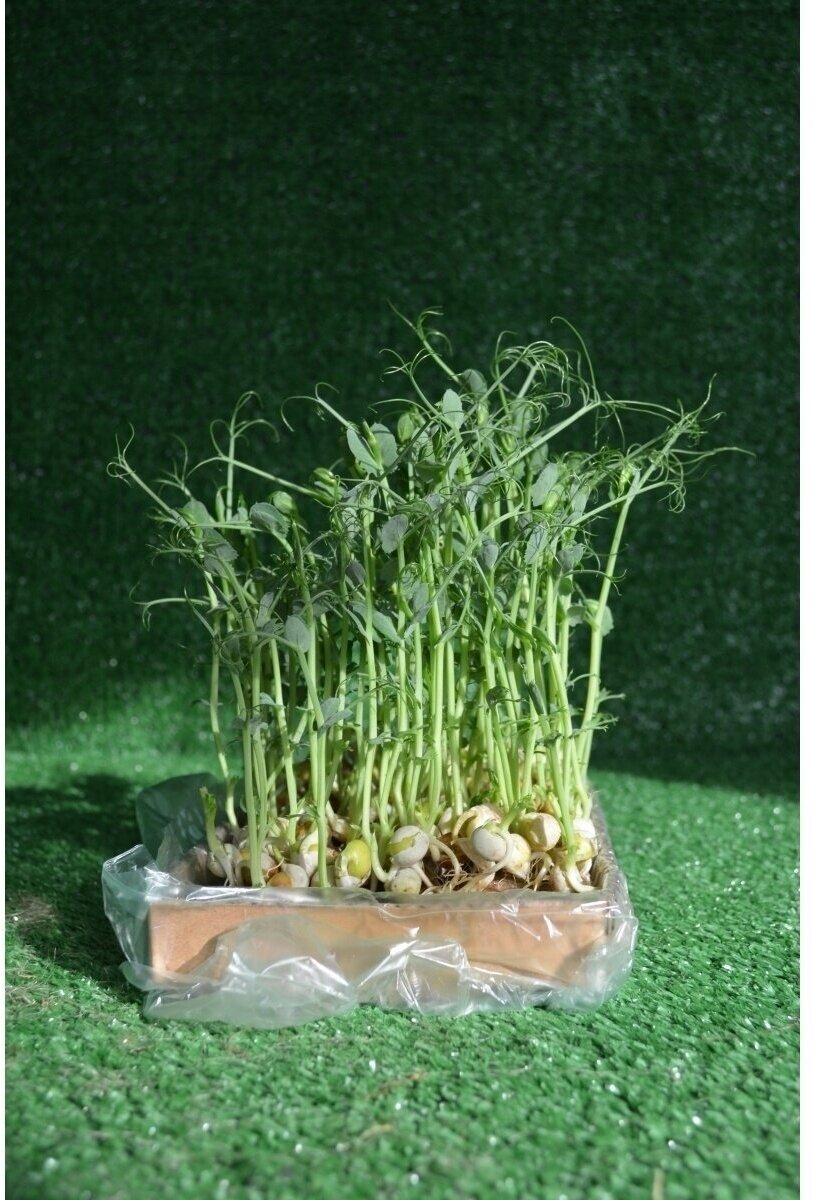 Горох для проращивания для микрозелени - фотография № 2