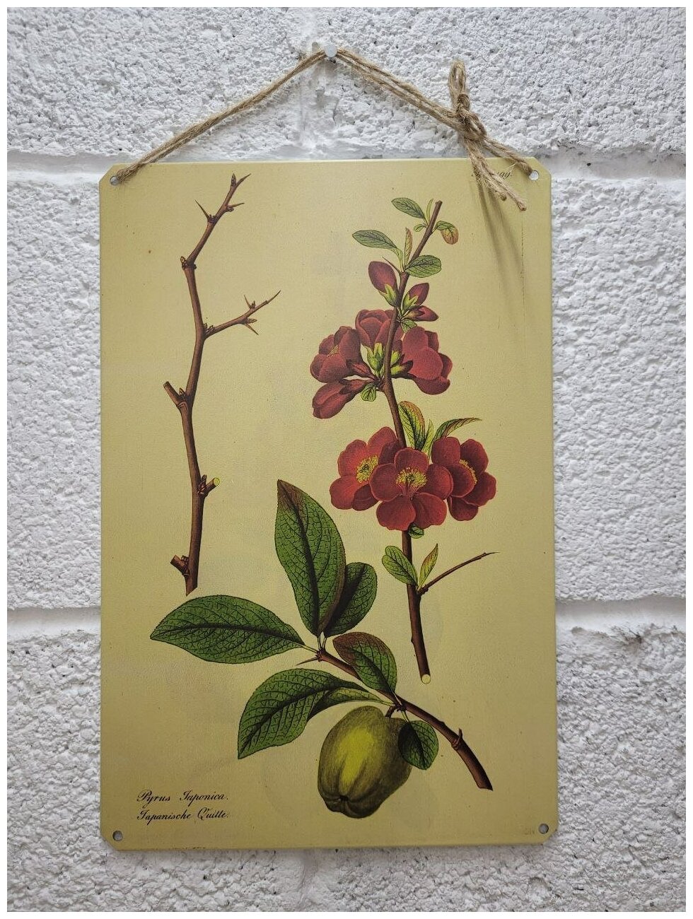 Ботаника все виды растений. Табличка металлическая картина на жести декор интерьера плакат постер подарок