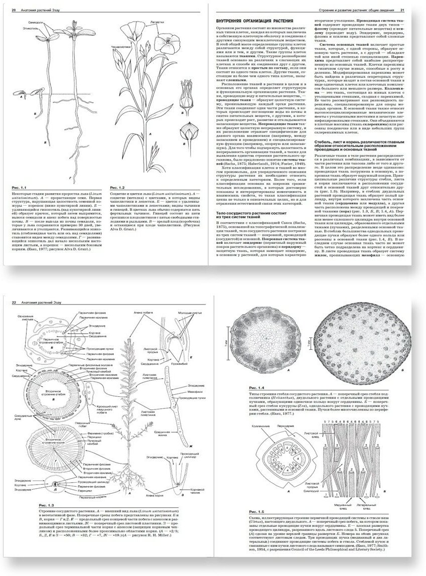 Анатомия растуний Эзау. Меристемы, клетки и ткани растенний: строение, функции и развитие - фото №2