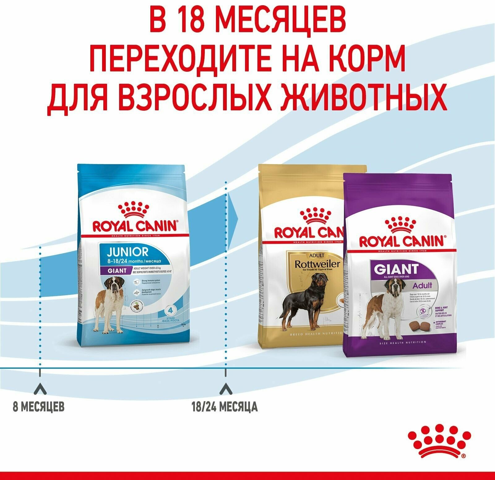 Корм для собак Royal Canin Корм Giant Junior (Джайнт Юниор) сухой для щенков очень крупных размеров до 8 месяцев, 3,5 кг - фотография № 8