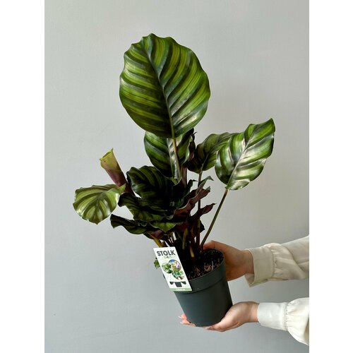 Калатея Фасциата d14