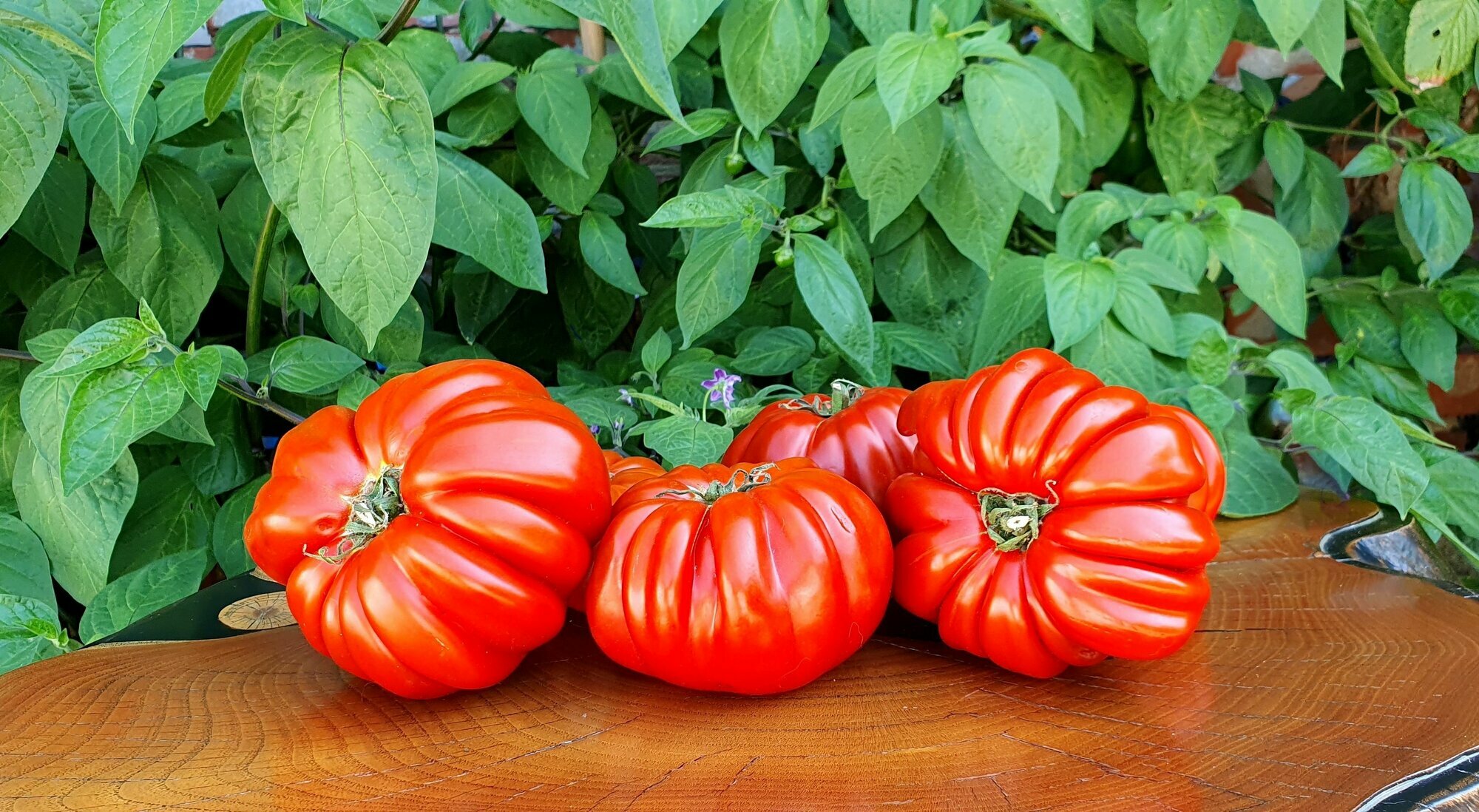 Семена Томата плесированный сердолик (Pleated Carnelian) / Seeds And Goods / в пакетике zip-lock без полиграфии 10 семян