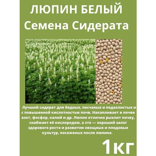 Семена Сидерата Люпин белый 1кг