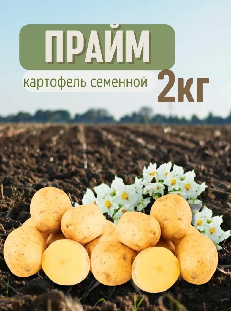 Картофель семенной Прайм 2 кг