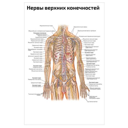 Плакат Квинг Нервы верхних конечностей — медицинский плакат 457×610 мм ≈ (А2)
