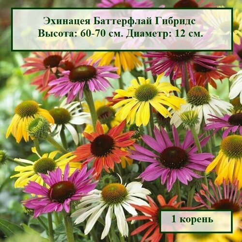 Эхинацея Баттерфлай Гибридс (1 корень.)