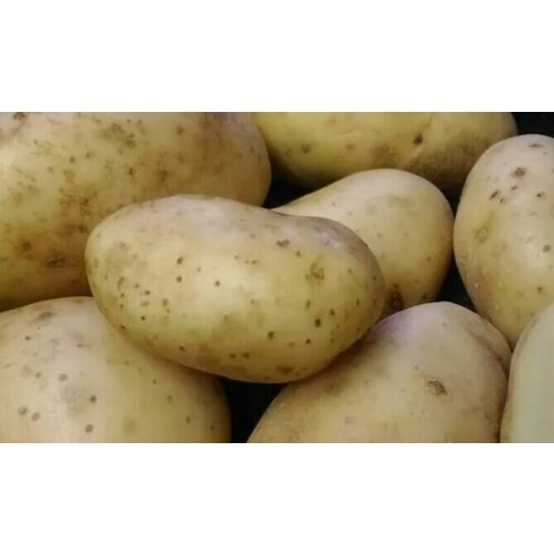 Семенной картофель Азарт 2 кг