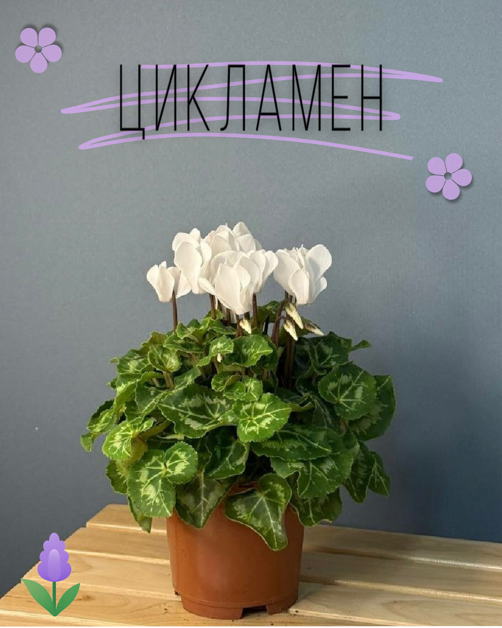 Цикламен персидский с белыми цветами — элегантное комнатное растение для зимнего уюта и подарков