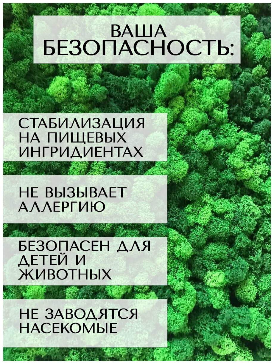 Фитопанель 50*70см из стабилизированного мха ягеля зеленый мох для дизайна интерьера/озеленение, декор для дома - фотография № 12