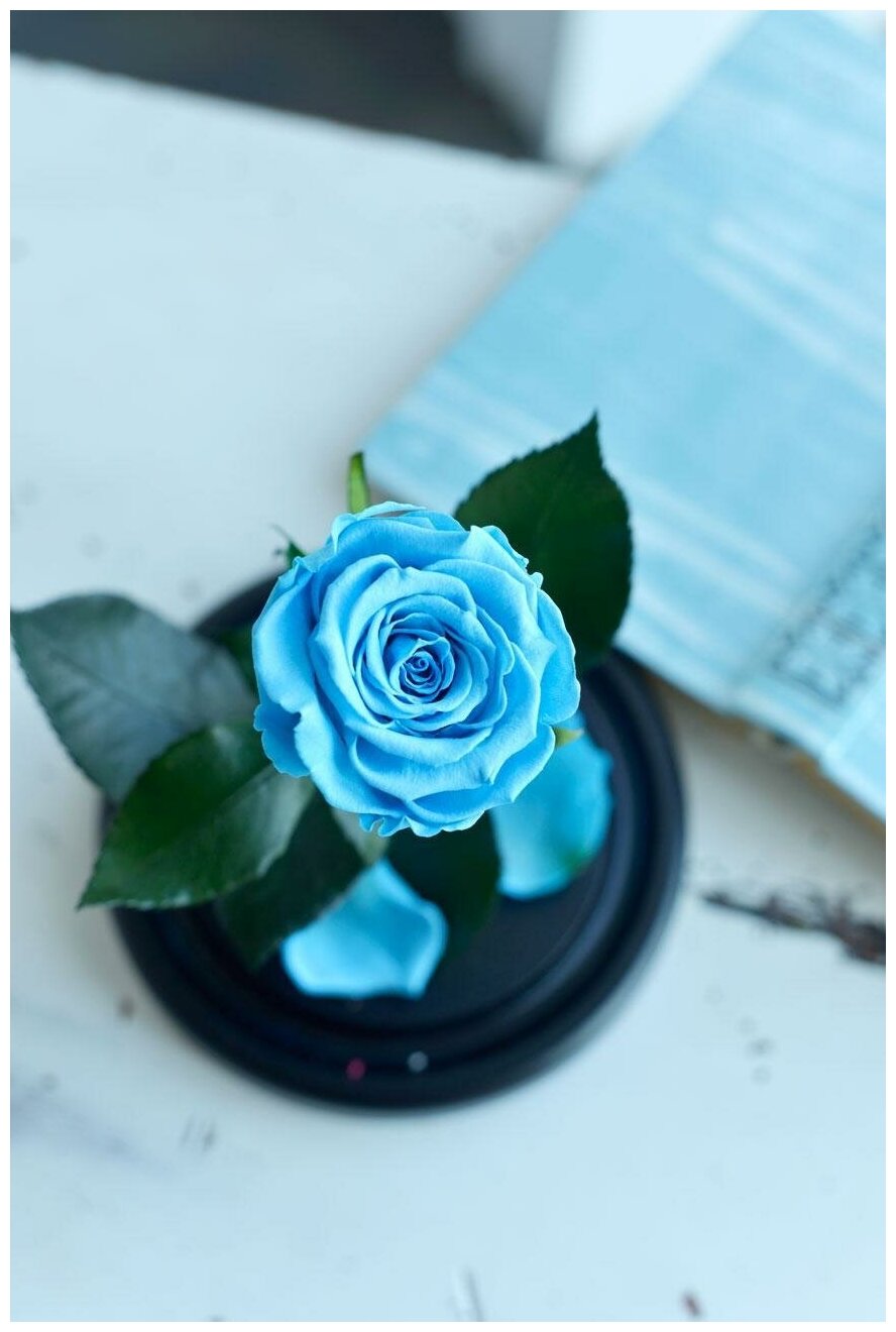 Живая Роза в колбе Therosedome Premium Mini 6 см стабилизированная, цветок в колбе, вечная роза, подарок, декор для интерьера, цвет: тиффани, голубая