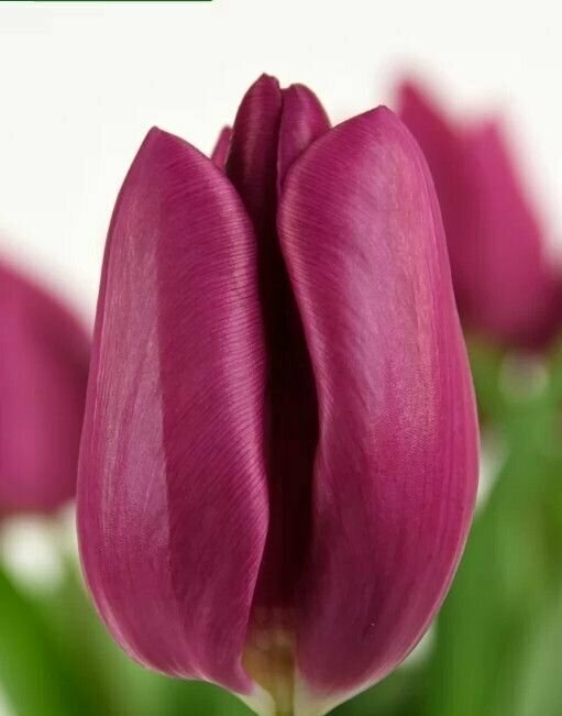 Луковицы тюльпана Purple Raven (7шт.) - фотография № 3