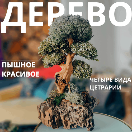 Бонсай живое дерево, Цетрария исландский мох живой, 31 см / Оригинальный подарок начальнику, декор для дома интерьера