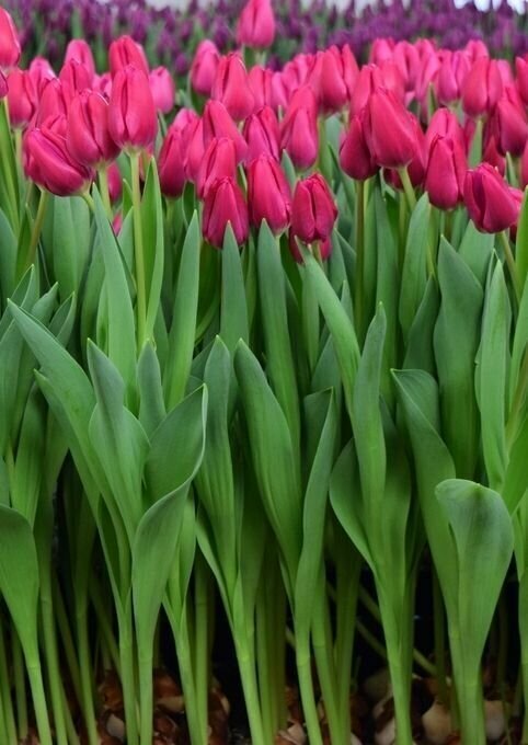 Луковицы тюльпана Pink Ardour (5шт.) - фотография № 2