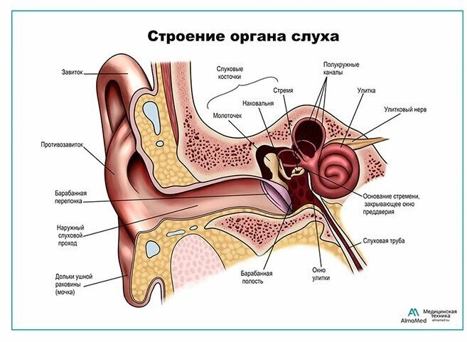 Строение органа слуха, ухо, плакат, матовый холст от 200 г/кв. м, размер A1+