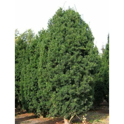 Семена Тис средний Хикси (Taxus media Hicksii), 10 штук тис средний хикси h20 30 см