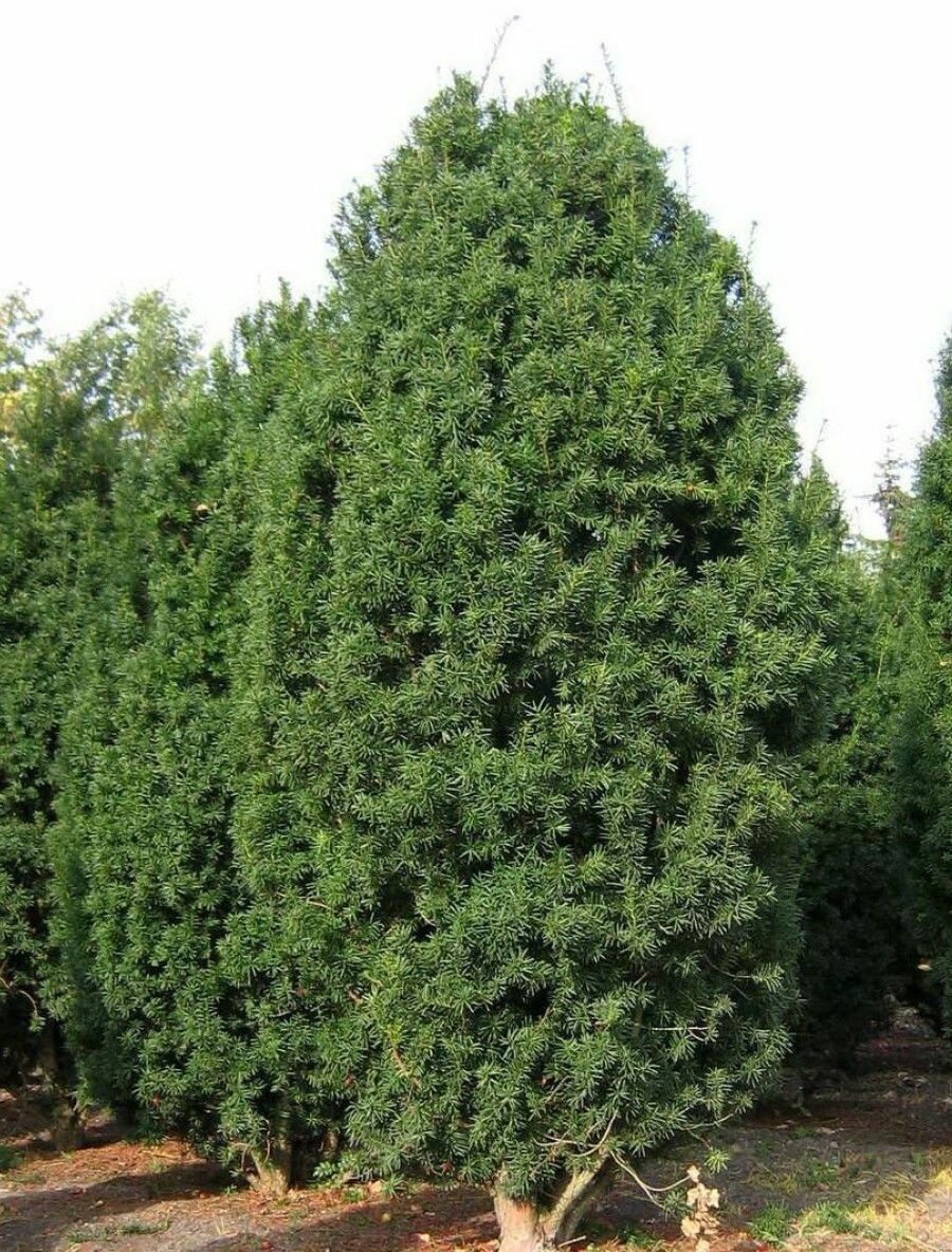 Семена Тис средний Хикси (Taxus media Hicksii) 10 штук