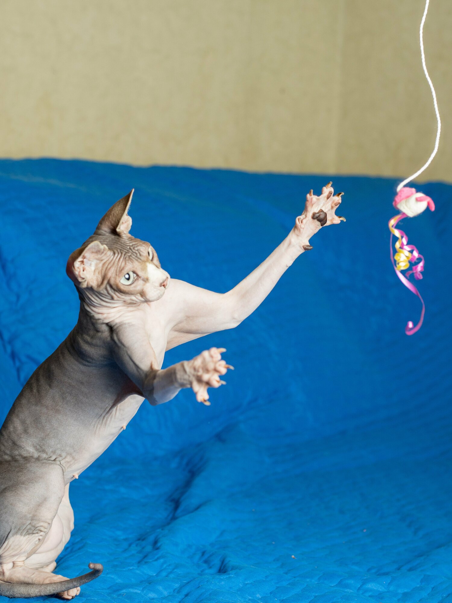Игрушка для кошек Japan Premium Pet дразнилка из натурального кокона шелкопряда для возбуждения кошачьих инстинктов охотника к игре. В виде зайчика - фотография № 4