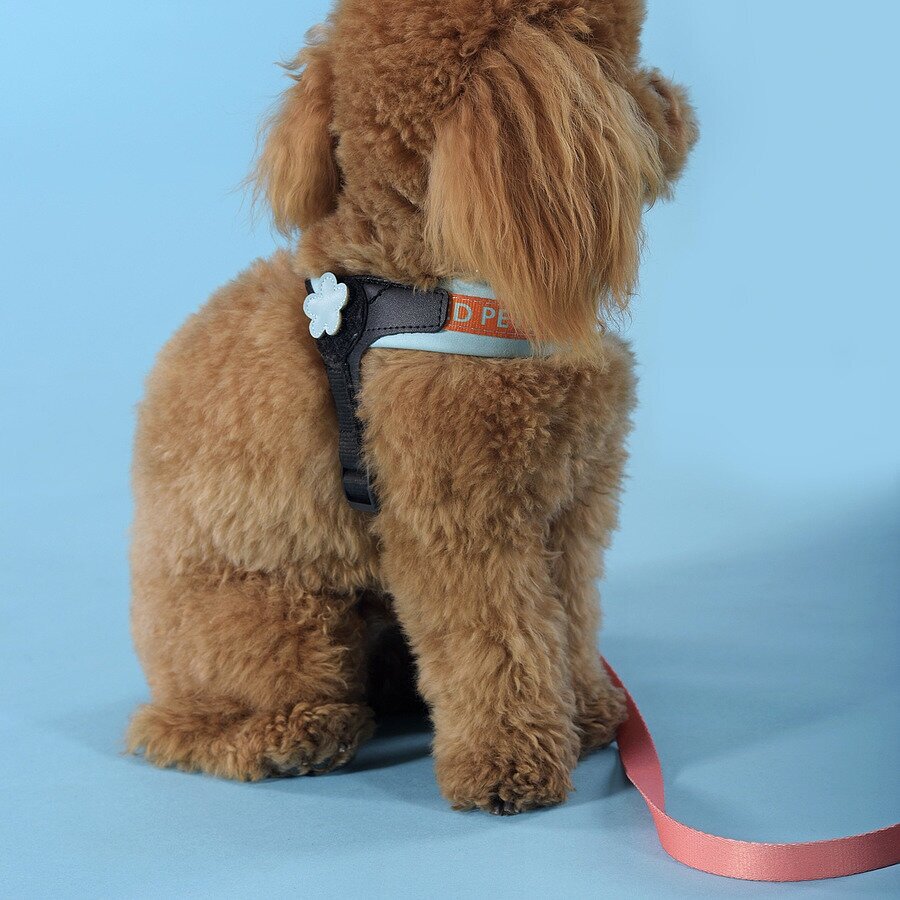 Шлейка United Pets для собак Complete me 1,5 x 34-42 см, голубая с оранжевым United Pets 8028945036962 - фотография № 3