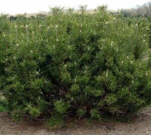 Семена Сосна горная Мугус (Pinus mugo Mughus), 60 штук