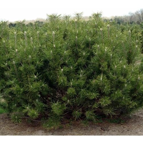 Семена Сосна горная Мугус (Pinus mugo Mughus), 60 штук сосна горная мугус 1 шт горшок