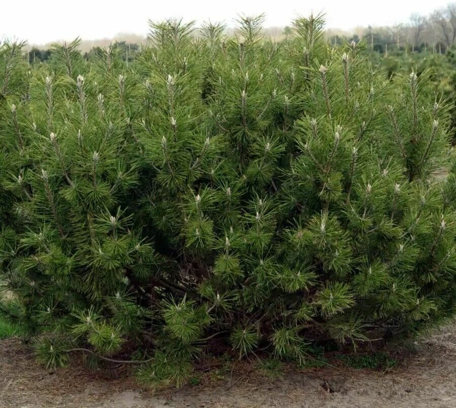 Семена Сосна горная Мугус (Pinus mugo Mughus) 60 штук