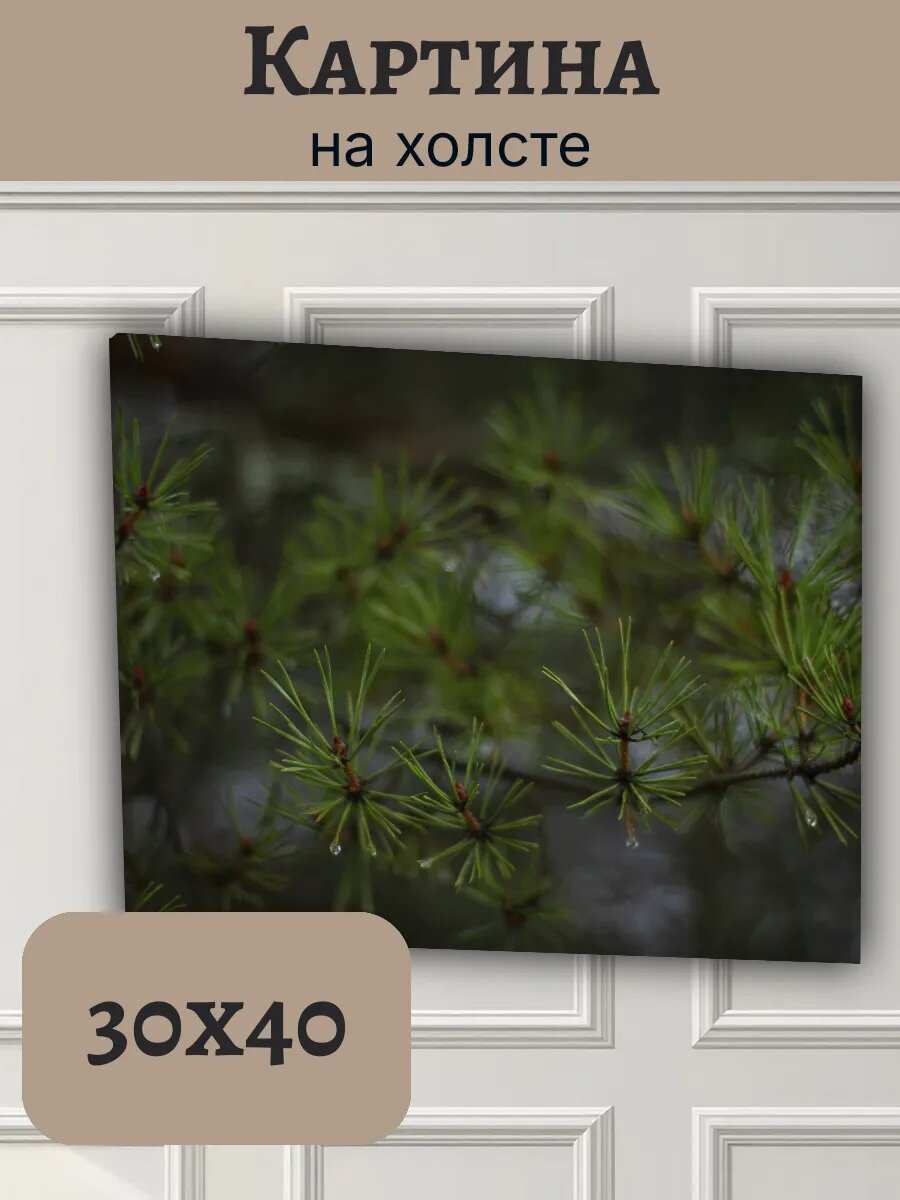 Картина Финляндия Finland 30x40 природа хвоя сосна капли